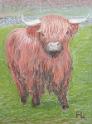 Highland Cow